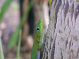 Gecko on Dry Palm Tree