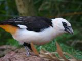 White-Headed Bufallo Weaver