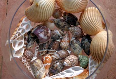 assorted shells.jpg