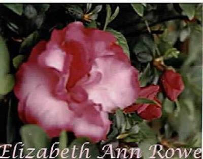 'Elizabeth Ann Rowe'