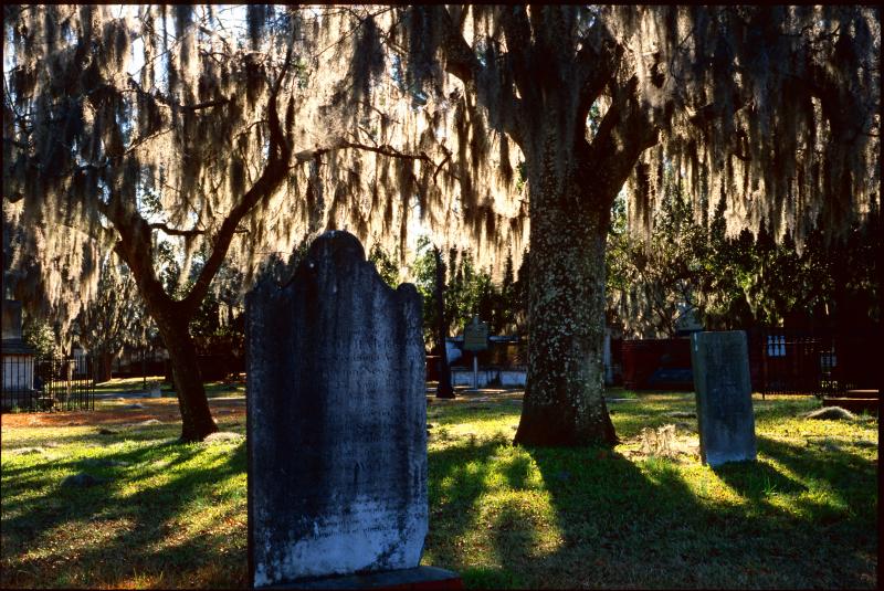 The Haunted Moss Curtain