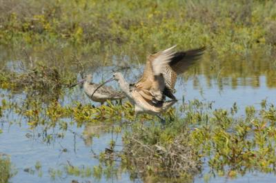 u41/baja_traveler/medium/26971323.DSC_1861.jpg