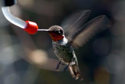 Anna's Hummingbird