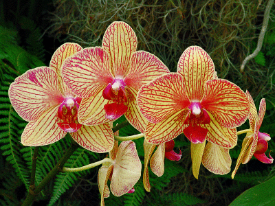 threeorchidsDSC02579.gif