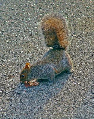 squirreldrinkDSC02685.jpg