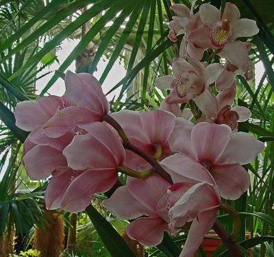 orchidbranchDSC02518.jpg