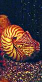 nautillus1DSC05977.jpg