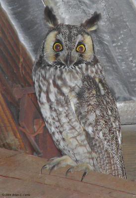 Long-eared Owl 158_5857 pbase 3-14-04.jpg