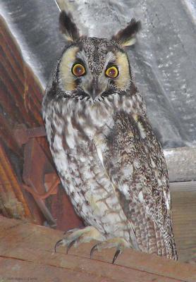 Long-eared Owl 158_5857 pbase 3-14-04.jpg