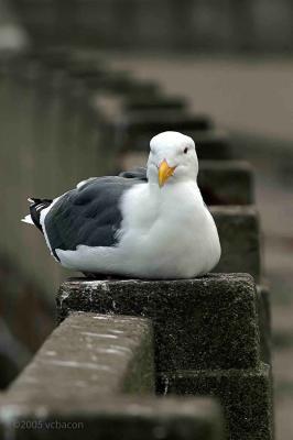 Gull on the Pier