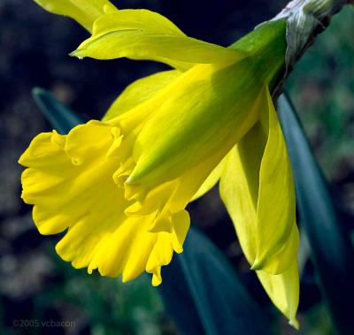 Just a Daffodil #3