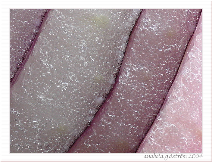 Red onion II