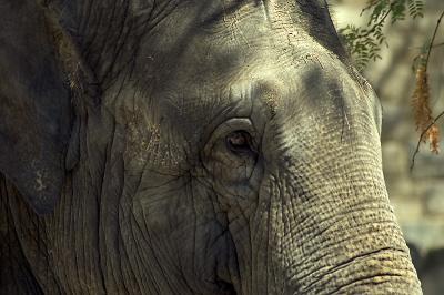 Jumbo