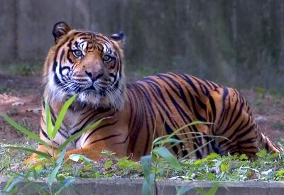 Tony the Tiger