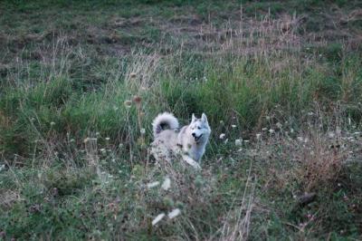 u41/billmcintyre/medium/33381740.Sept3_04_298.jpg