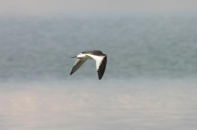 u41/birdercellist/medium/40538246.jpg