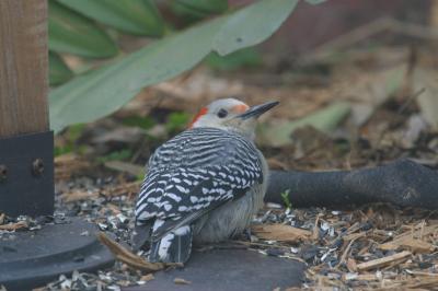 Red Bellied Woodpecker