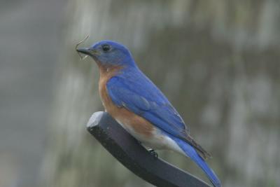 Bluebird VII