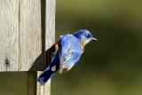 Bluebird I