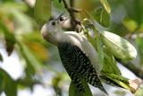 Juvenile Red-bellied I