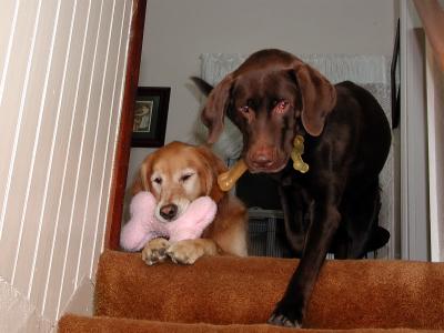 Stair toys
