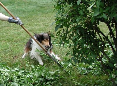 Rake Raider