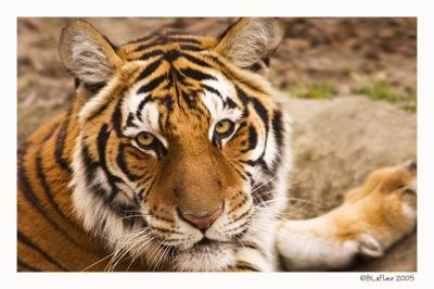 The Stare - Zoo of Acadiana