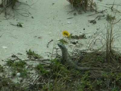 Lizard