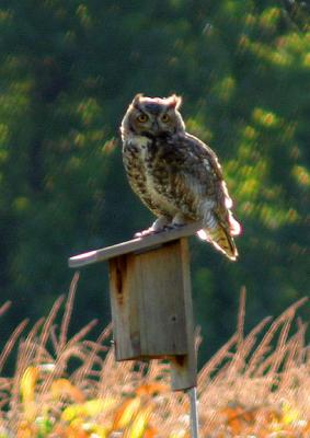 Owl on a Bluebird Box