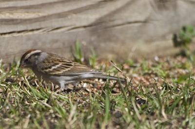sparrow2.jpg
