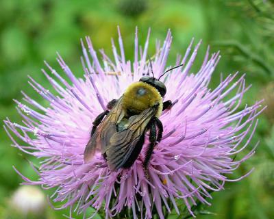 Big Bumble Bee