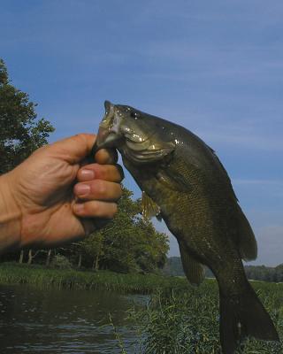 Potomac Small Mouth Bass