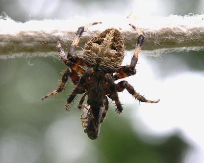 The Kill