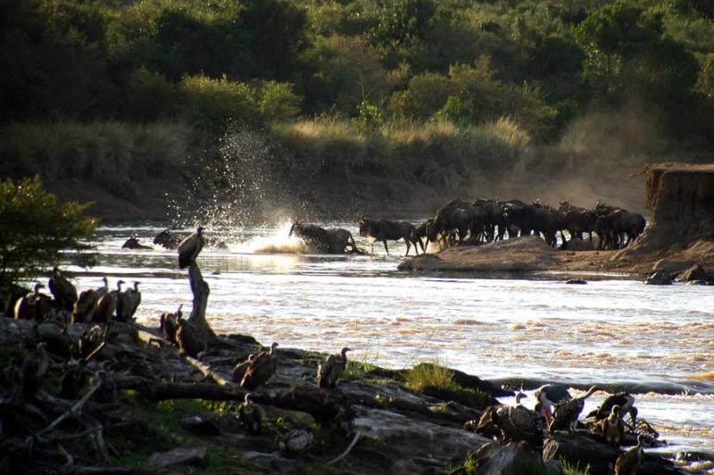 The wildebeest herd crosses the Mara River