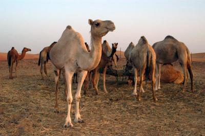 Camel farm