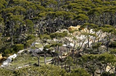 Chouf Mountains-pronouced Shouf