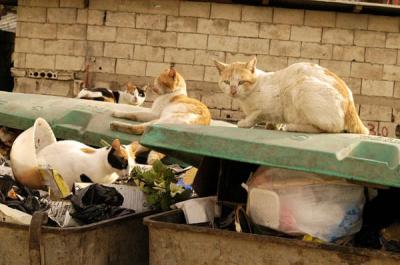 Cats in the dumpsters, Sidon
