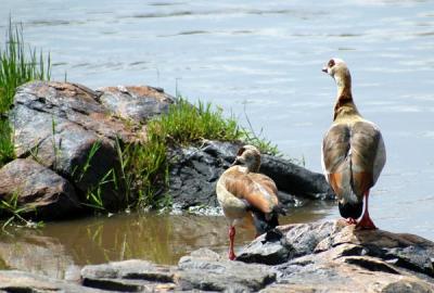 Egyptian Geese