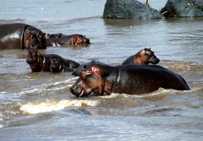 Hippos in the Mara River