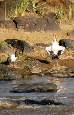 Yellow-billed Stork and African Sacred Ibis