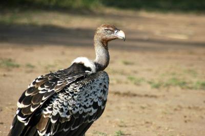 Rppels Griffon Vulture