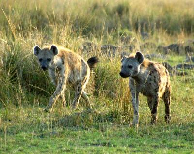 u41/bmcmorrow/medium/33195318.kenya4065.jpg