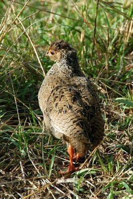 Immature Crested Francolin