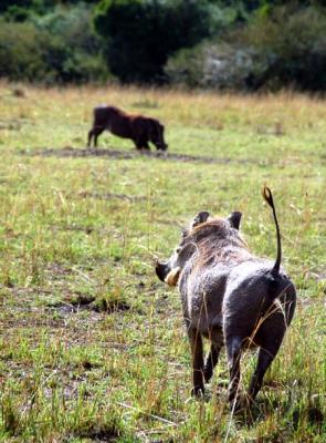 Typical warthog view