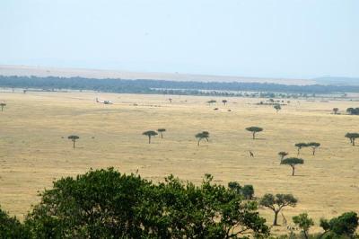 u41/bmcmorrow/medium/33195363.kenya4245.jpg
