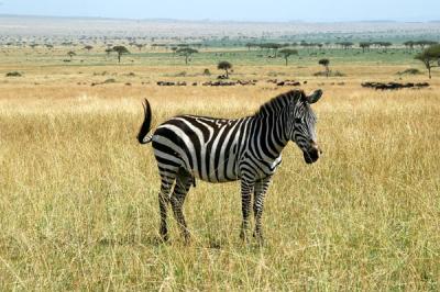 Happy zebra