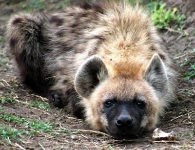 Spotted hyena cub