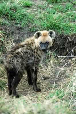 Spotted hyena cub