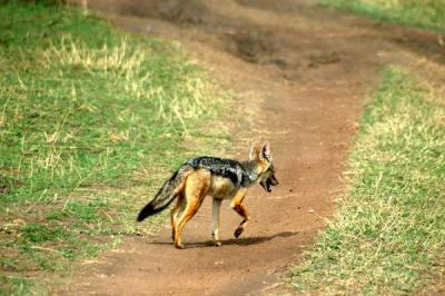 u41/bmcmorrow/medium/33195429.kenya5075.jpg