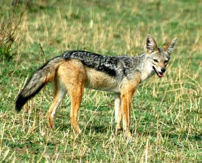 Black-backed jackal